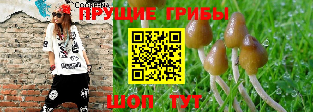 Обь  Галлюциногенные грибы мицелий  Галлюциногенные грибы Cubensis  Вход с VPN 